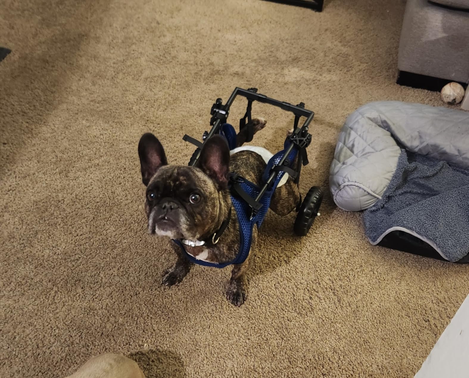 Adjustable Large Dog Wheelchair for Back Legs, Upgraded Wheel, Disabled Pets, Leg Brace, Mobility Aid for Large Pets, Hind Limb Rehabilitation, Older, Disabled (XL Chest 28.3-33.9in) customer photo 2