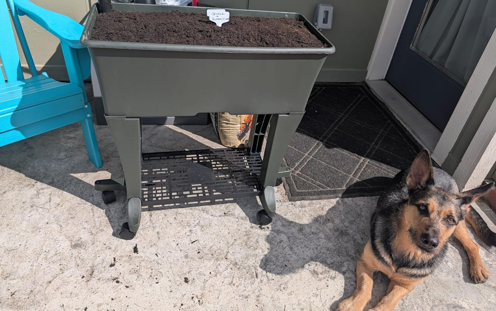 EarthBox Raised Garden Bed with Legs - Elevated Self Watering Planter Box with Wheels, Storage Shelf, Premium Plant Food, Easy Assembly, Made in USA, Sage customer photo 1