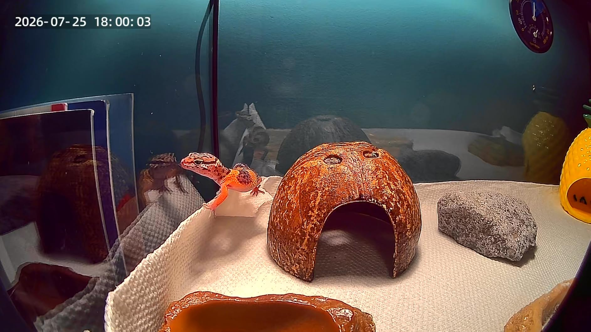 3MP 2K AI Reptile Aquarium Camera, Close-Focus Lens for Fish Tank Terrarium | Angle Magnetic Mount, Dual-Band Wi-Fi 2.4 GHz/5 GHz, 24/7 Recording, Anti-Glare and No Reflection customer photo 1