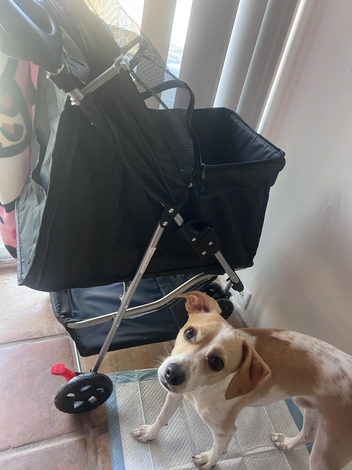 3 Wheel Pet Stroller for Dogs and Cats, Foldable Design | Lightweight and Durable, Ideal for Small to Medium Pets, Includes Storage Basket and Cup Holders, Black customer photo 1