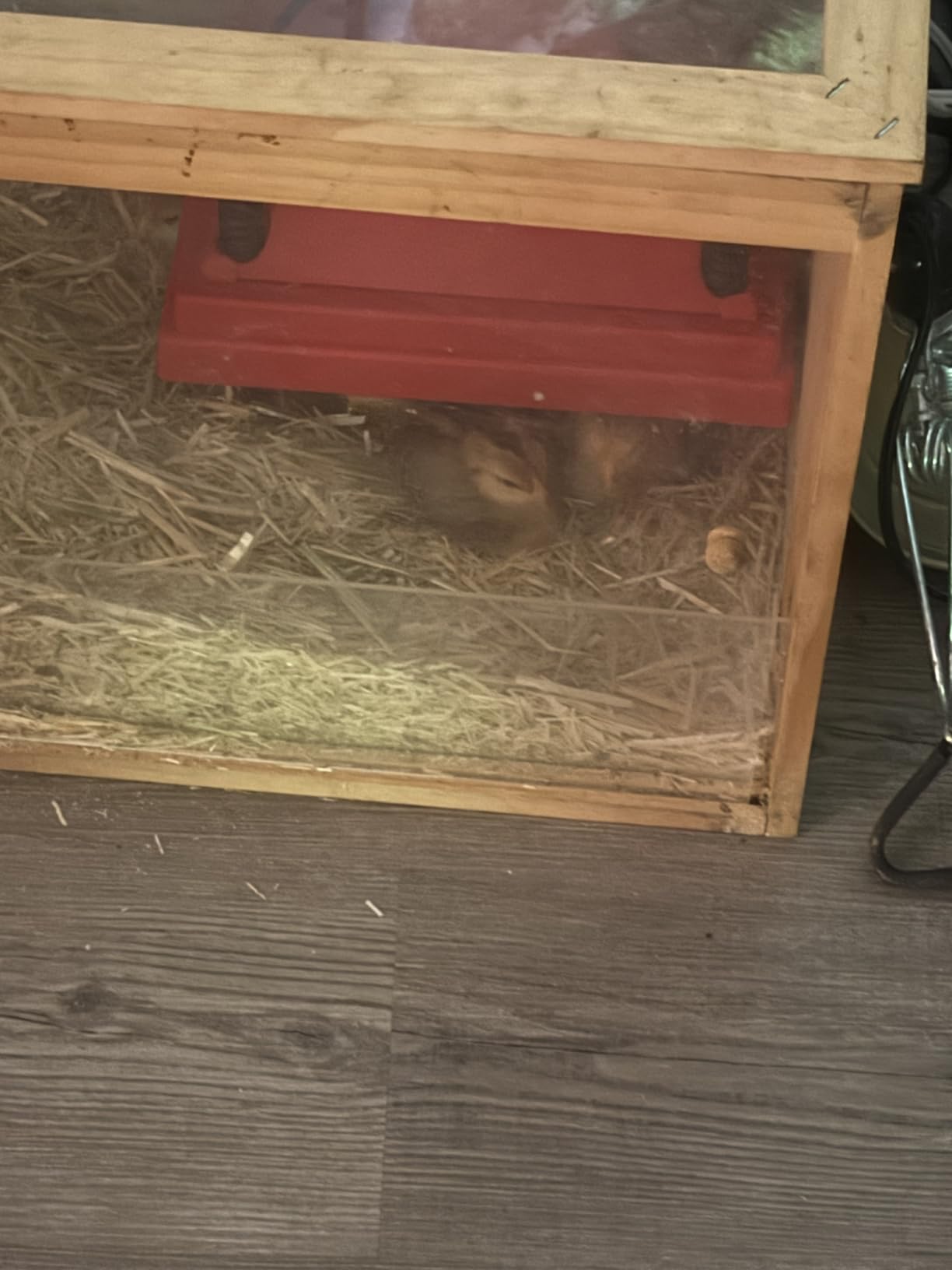 Chick Brooder Heater with Anti-Roost Cone & Constant Temp Red 12