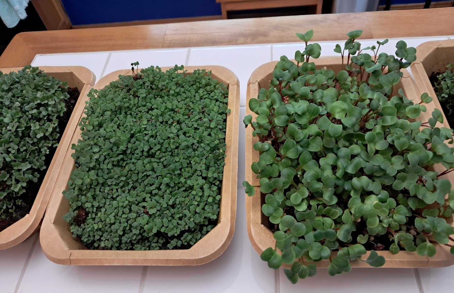 Microgreens Growing Kit Indoor Garden - Complete Micro Greens Growing Kits with 5 Seed Packs - Grow Broccoli, Arugula, Kale, Cabbage, Radish with Waterproof Trays - Grow Microgreens Indoor for Health customer photo 2