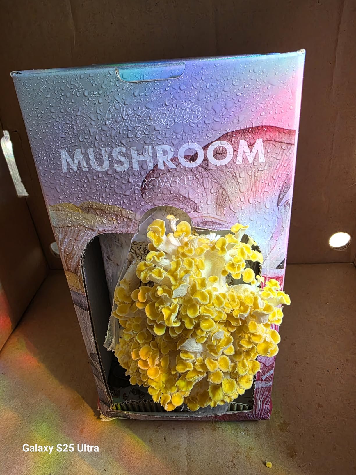 USA Organic 4lbs Lion's Mane Mushroom Growing Kit, Non-GMO | Double-Side Mushroom Grow Kit, Harvest Gourmet Mushrooms in 10 Days, Top Gardening Gift, Holiday Gift, Handmade in Maine customer photo 1