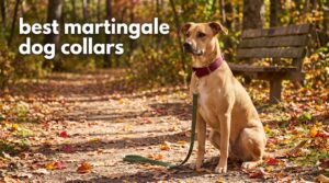 best martingale dog collars