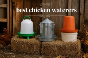 best chicken waterers
