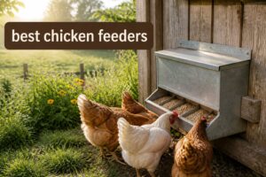 best chicken feeders