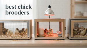 best chick brooders