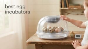 best egg incubators