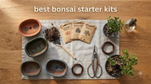 best bonsai starter kits