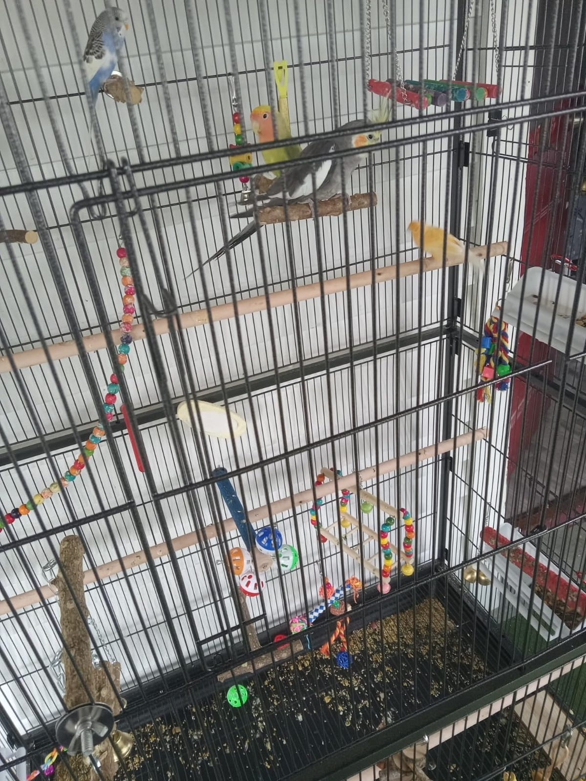 Prevue Hendryx Pet Products Wrought Iron Flight Cage - Big Rolling Bird Cage for Parakeets, Cockatiels, Conures, Lovebirds, Canaries, Finches, Parrotlets, & Caiques, 5 Ft - X-Large, Hammertone Black customer photo 2