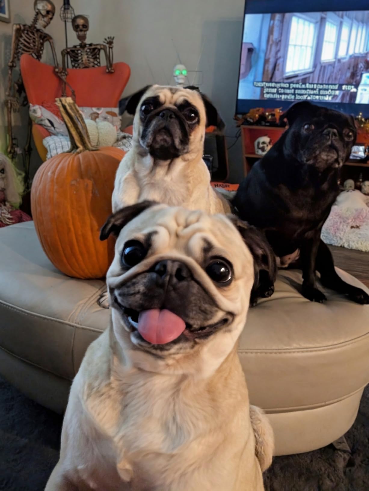 Stella & Chewy's Freeze-Dried Raw Chicken Meal Mixers- Dog Food Topper and Mixer - Made with 95% Cage-Free Chicken, Organs & Bone - Perfect for Picky Eaters - Grain-Free - 3.5oz customer photo 1
