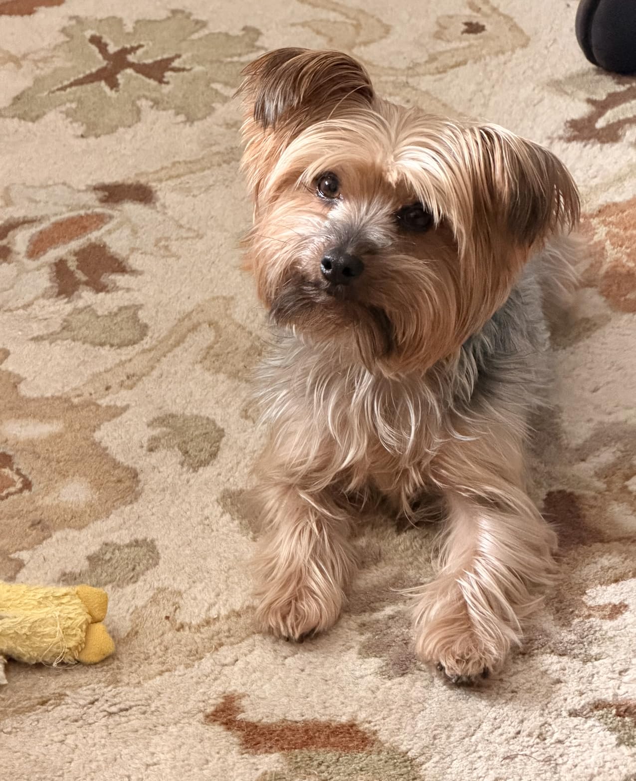 Stella & Chewy's Freeze-Dried Raw Chicken Meal Mixers- Dog Food Topper and Mixer - Made with 95% Cage-Free Chicken, Organs & Bone - Perfect for Picky Eaters - Grain-Free - 3.5oz customer photo 2
