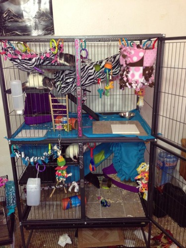 Prevue Pet Products 485 Feisty Ferret Home with Stand, Black Hammertone Small customer photo 1