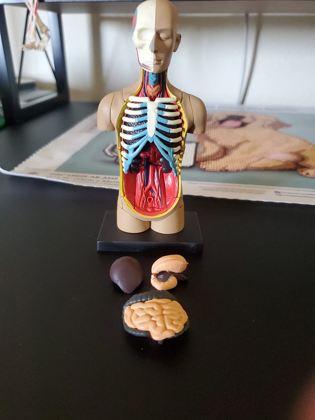Learning Resources Anatomy Models Bundle Set customer photo 1