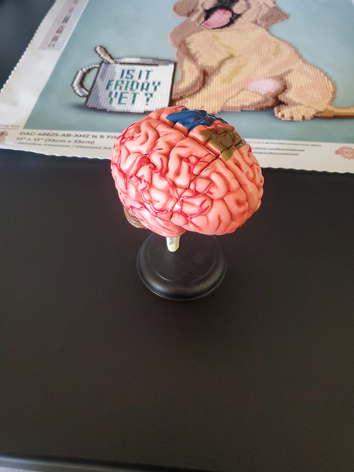 Learning Resources Anatomy Models Bundle Set customer photo 2