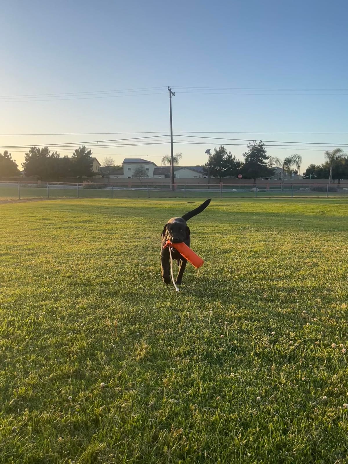 SportDOG Brand Orange Canvas Dummy - Regular customer photo 2