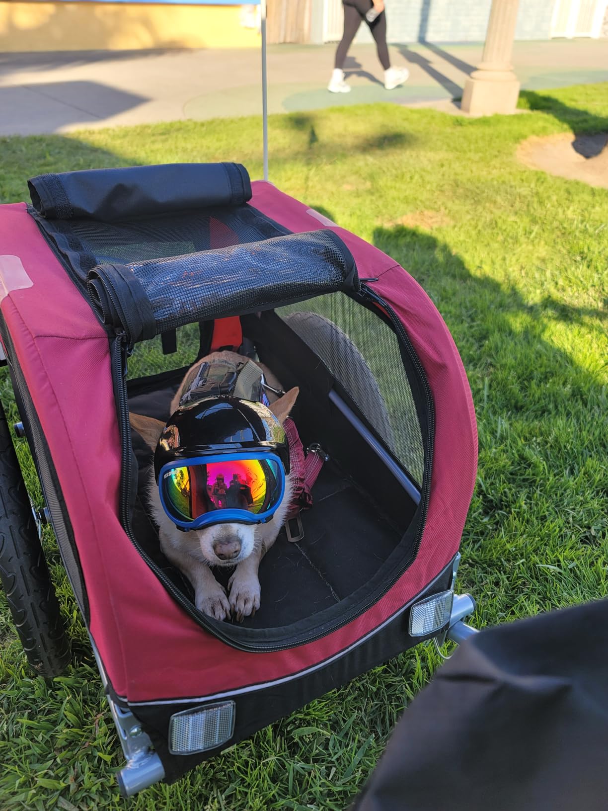 TRIXIE Dog Trailer for Bicycles, Dog Bike Trailer for Small Dogs up to 33 lbs, Quick Set-up and Fold Down, Red customer photo 1