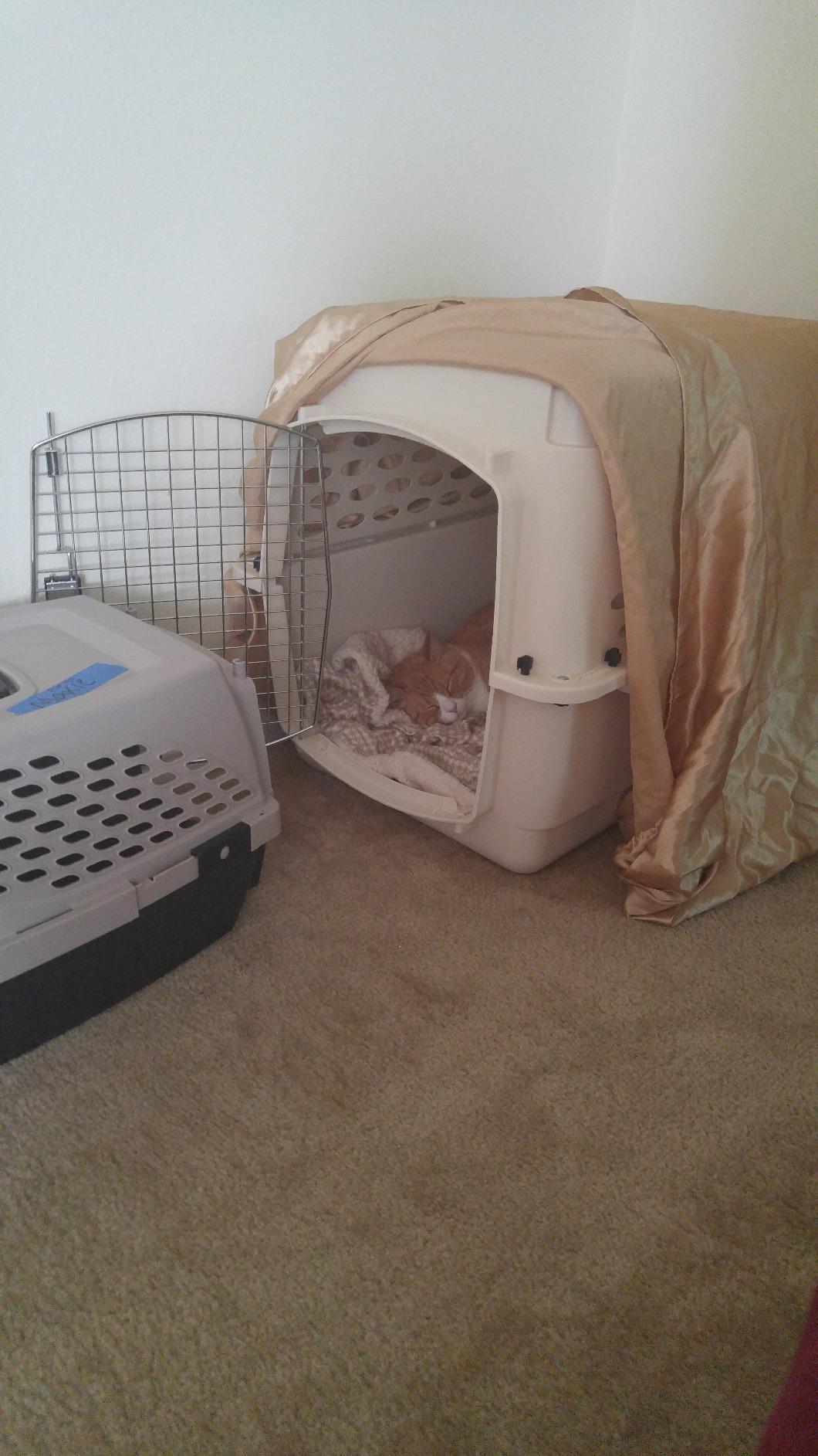 Petmate Vari Dog Kennel, Carrier for Large Dogs, 40in, Taupe and Black customer photo 2