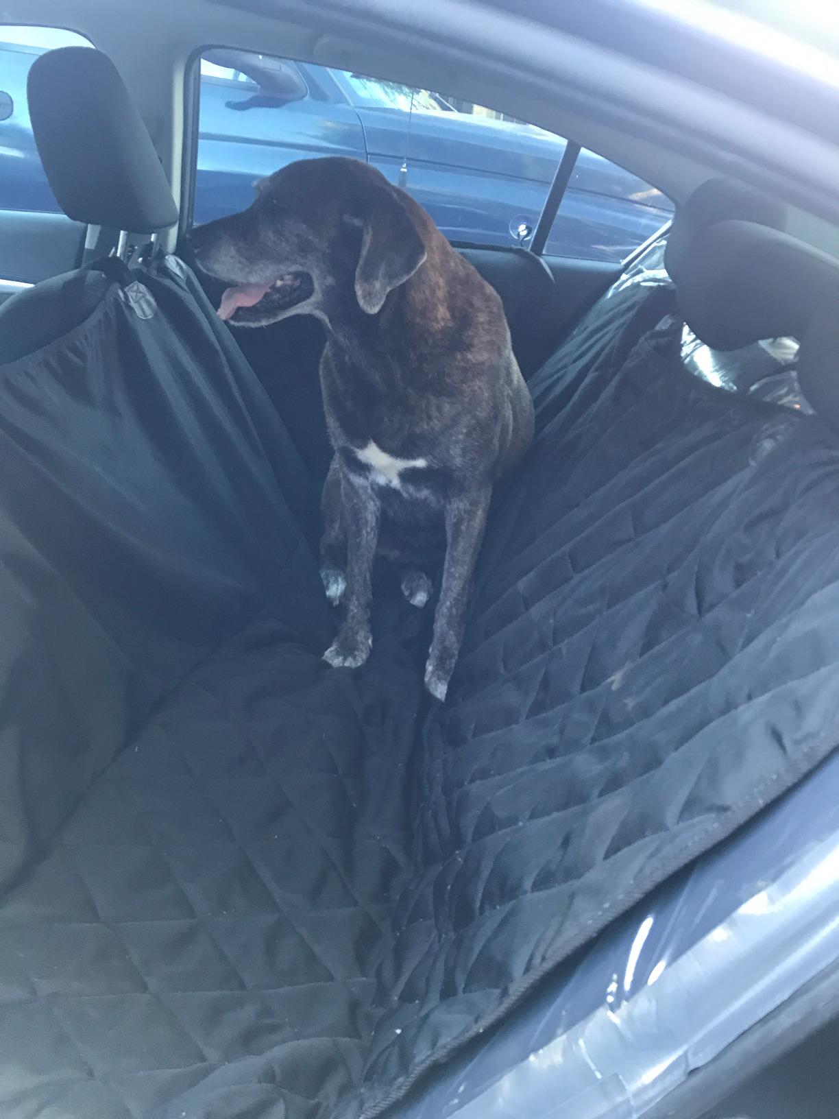 4Knines Heavy-Duty Rear Seat Cover for Dogs - Hammock, Black Reg | K9-Shield waterproof layer, non-slip backing, quick-release clips for easy install and cleanup. Machine washable. customer photo 1