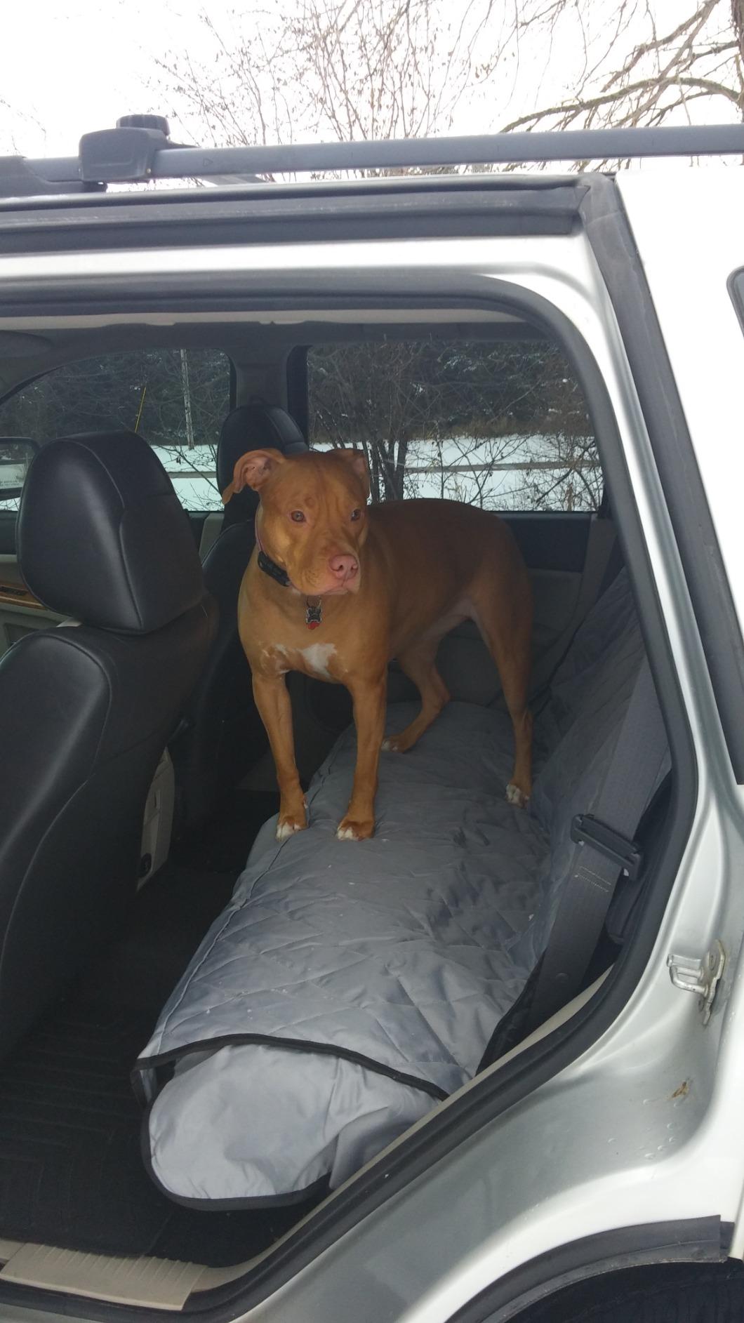4Knines Heavy-Duty Rear Seat Cover for Dogs - Hammock, Black Reg | K9-Shield waterproof layer, non-slip backing, quick-release clips for easy install and cleanup. Machine washable. customer photo 2