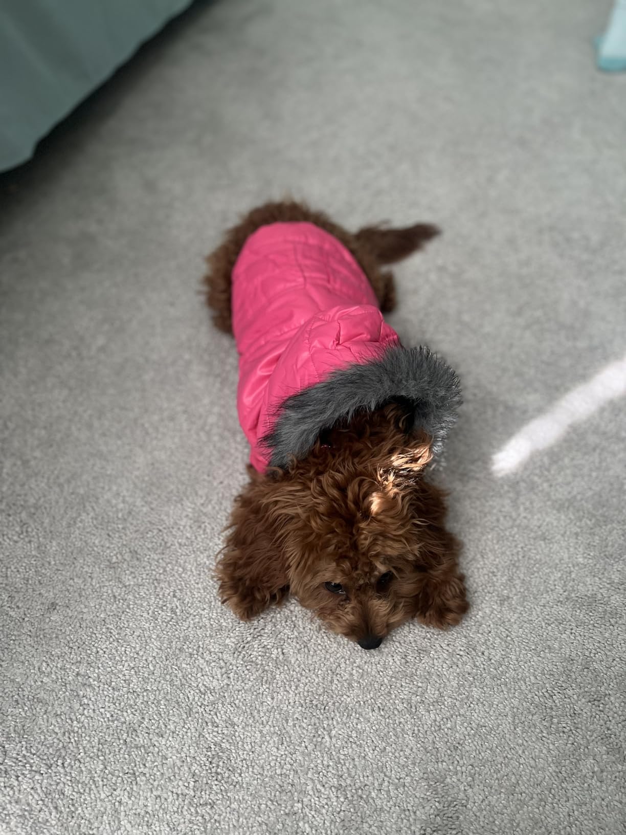 LESYPET Dog Coat for Small Dogs, Windproof Doggie Puffer Jacket with Leash Hole, Extra Warm Dog Jacket Winter Coat, Pink S customer photo 1