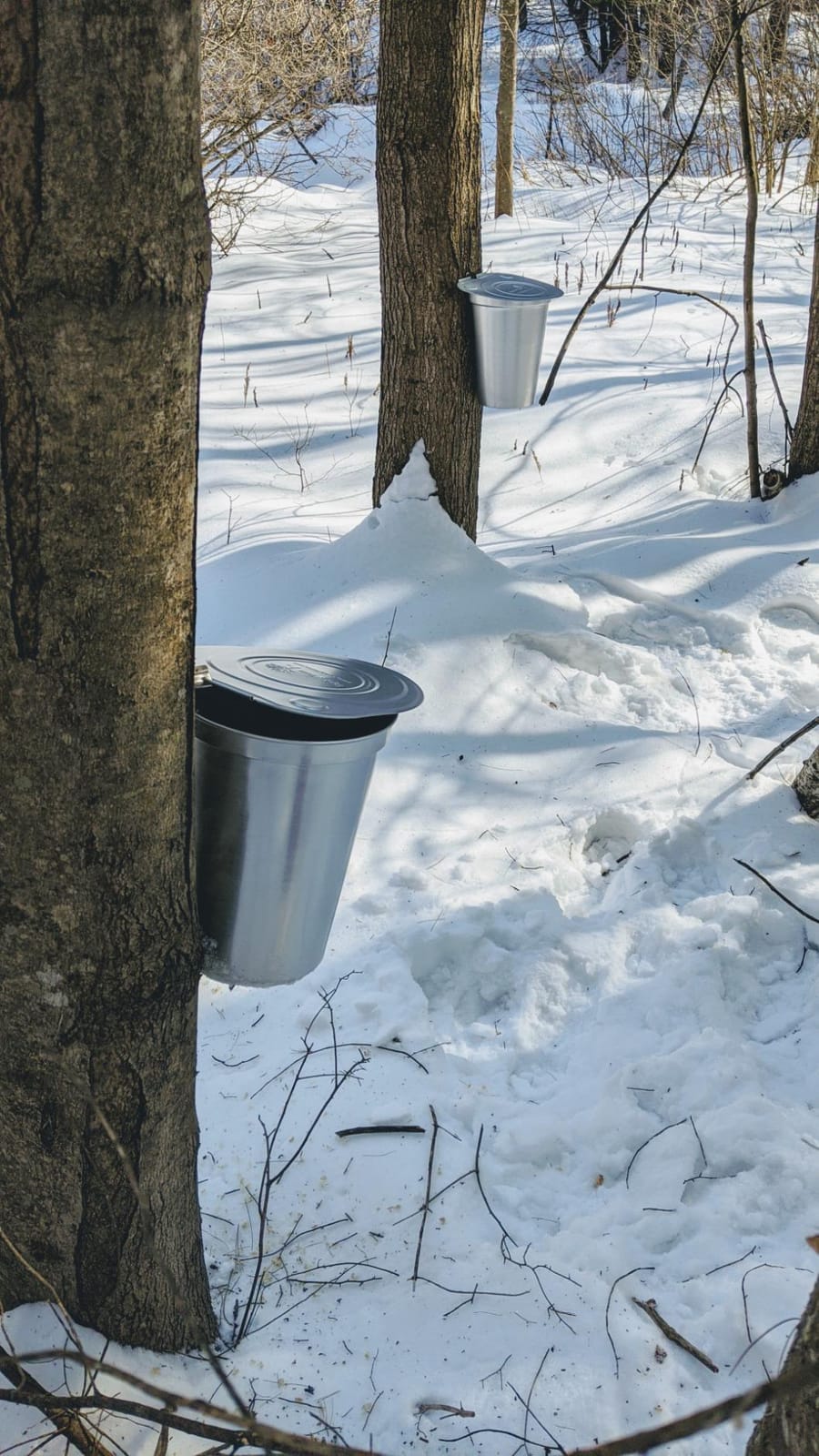 TAP MY TREES 2 gallon ALU Sap Bucket customer photo 1