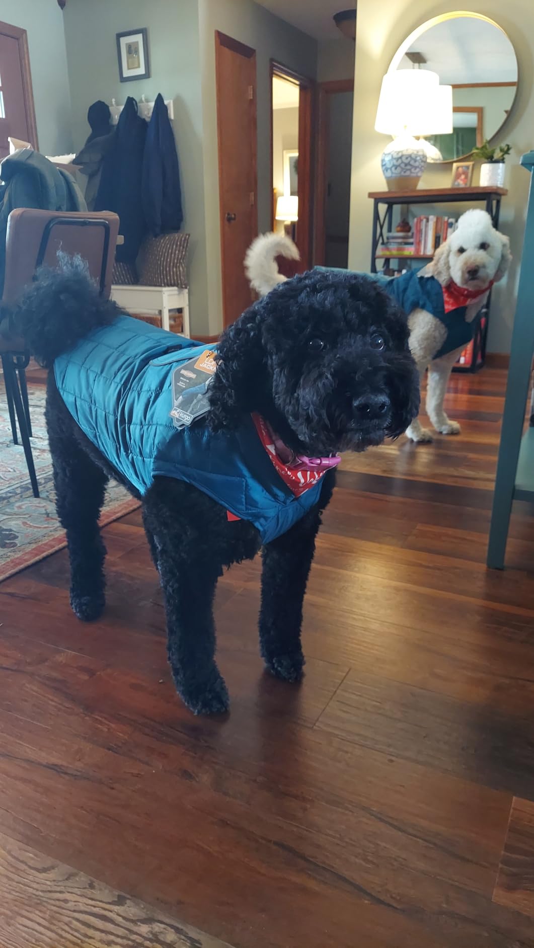 Kurgo Loft Dog Jacket, Coastal Blue/Orange, Large customer photo 1