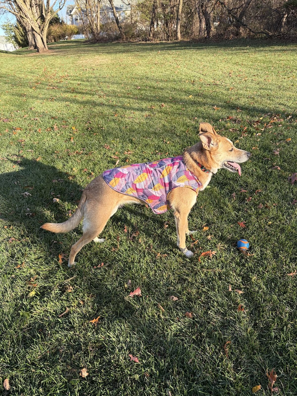 Kurgo Loft Dog Jacket, Coastal Blue/Orange, Large customer photo 2