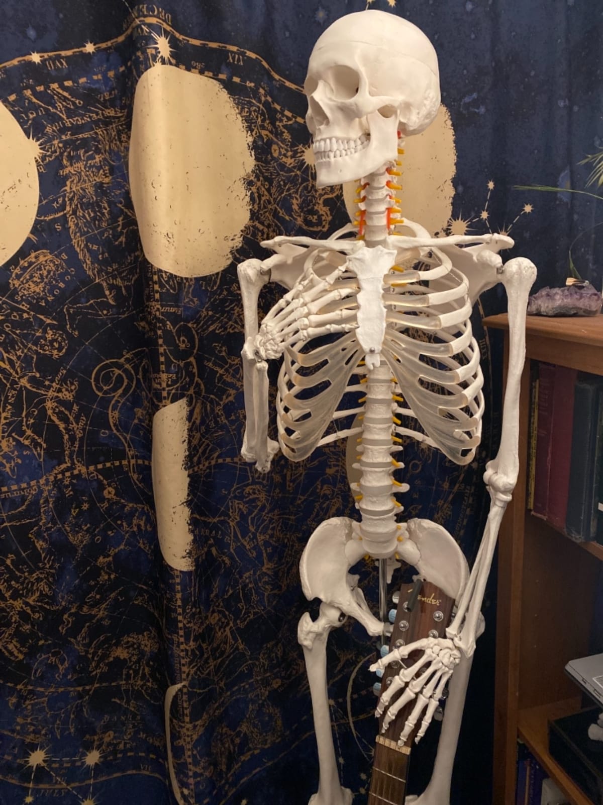 Axis Scientific Life Size Skeleton Model for Anatomy Study customer photo 2