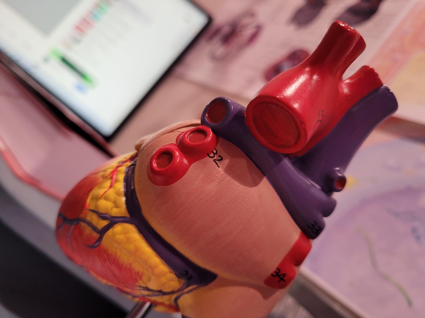 Axis Scientific Life-Size Human Heart Model customer photo 1