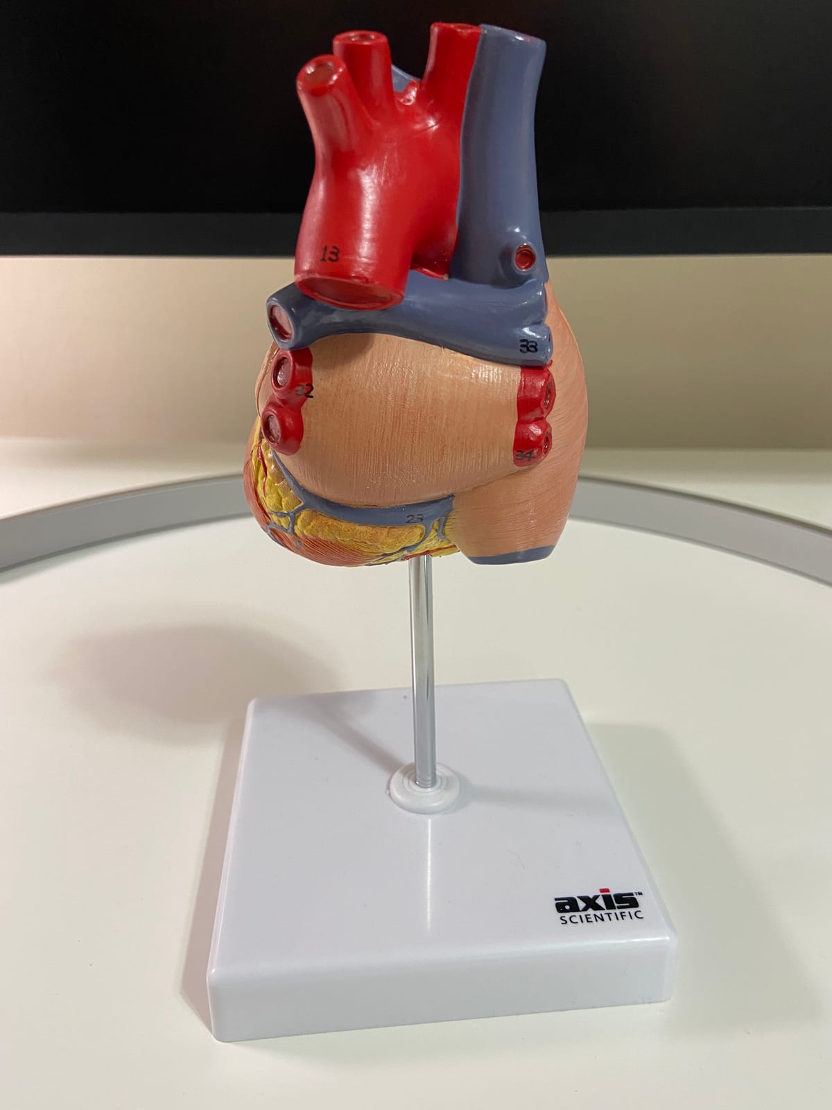 Axis Scientific Life-Size Human Heart Model customer photo 2
