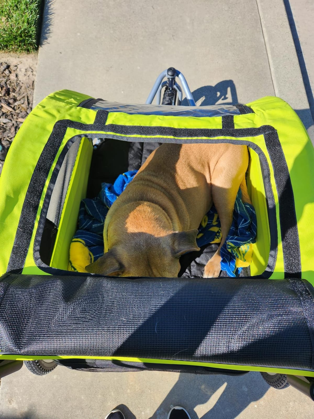 Booyah Large Pet Bike Trailer Dog Stroller & Jogger with Shocks Non Tipping. Green/Yellow customer photo 1