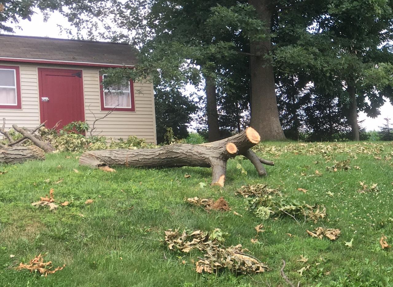 BLACK+DECKER 20V MAX Electric Chainsaw, 10 inch Cordless Chainsaw with Battery and Charger Included, Automatic Oiler, Low Kickback Power Chain Saws (LCS1020) customer photo 1
