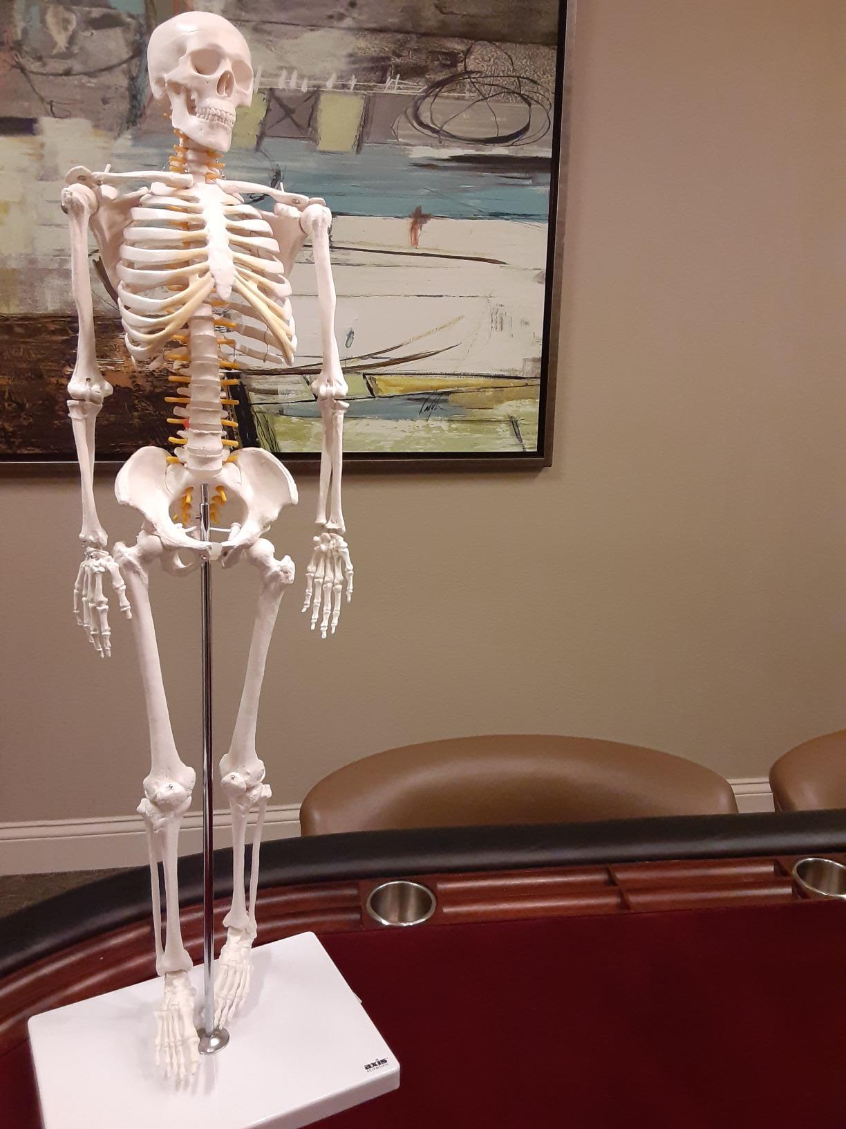 Axis Scientific Mini Human Skeleton Model with Metal Stand customer photo 1