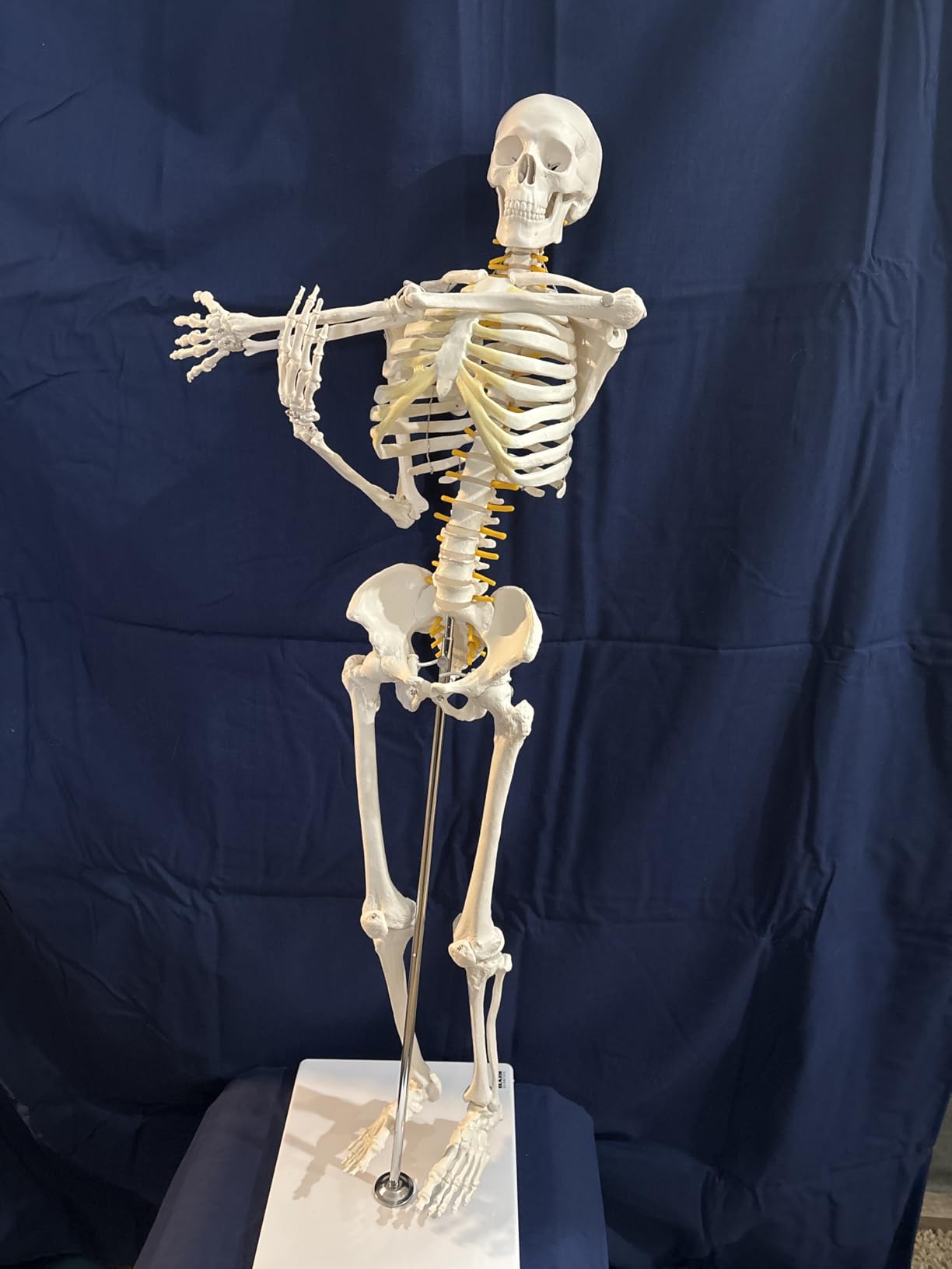 Axis Scientific Mini Human Skeleton Model with Metal Stand customer photo 2