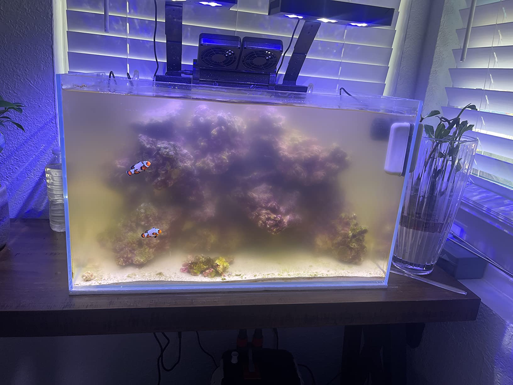 ESHOPPS Nano Skimmer | Protein Skimmer for Nano Tanks | New improved adjustable magnetic mount | Adjustable water height. Minimal foot print. Fits most All in one tanks back chamber customer photo 1
