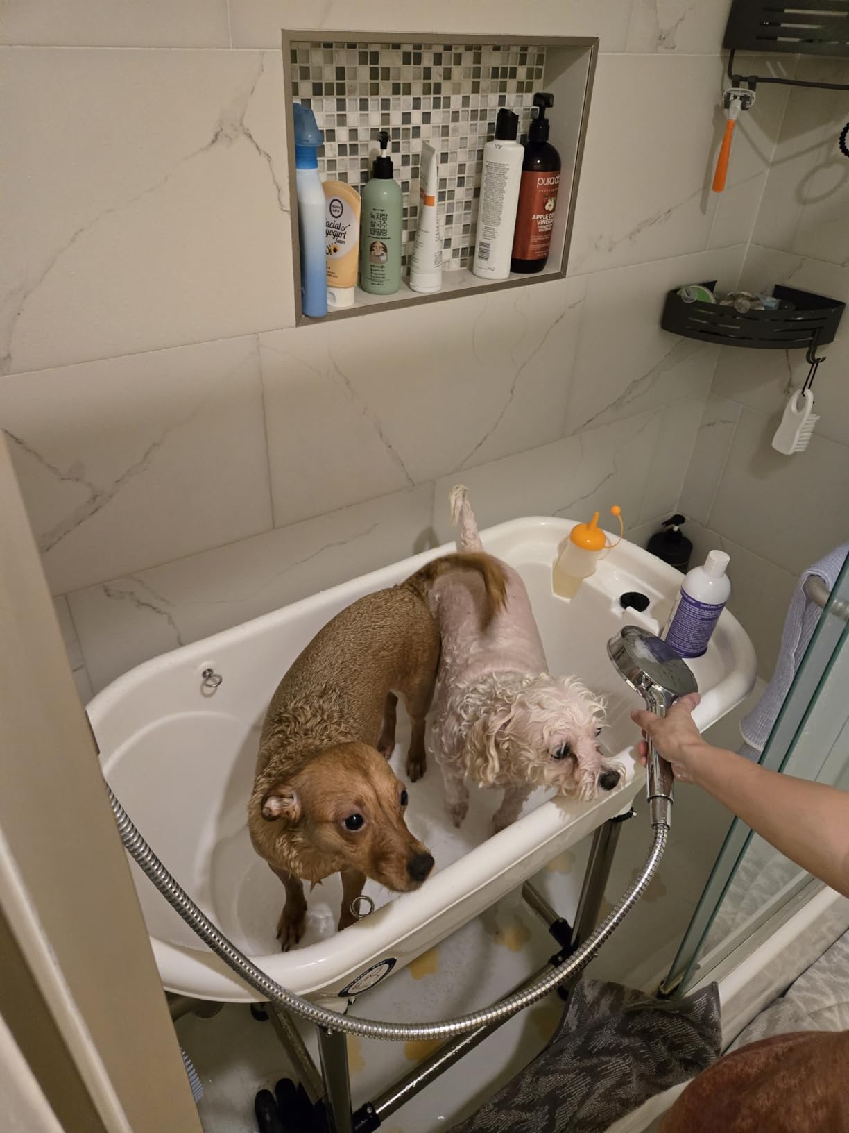 Flying Pig™ Pet Dog Cat Portable Bath Tub (White, 37.5