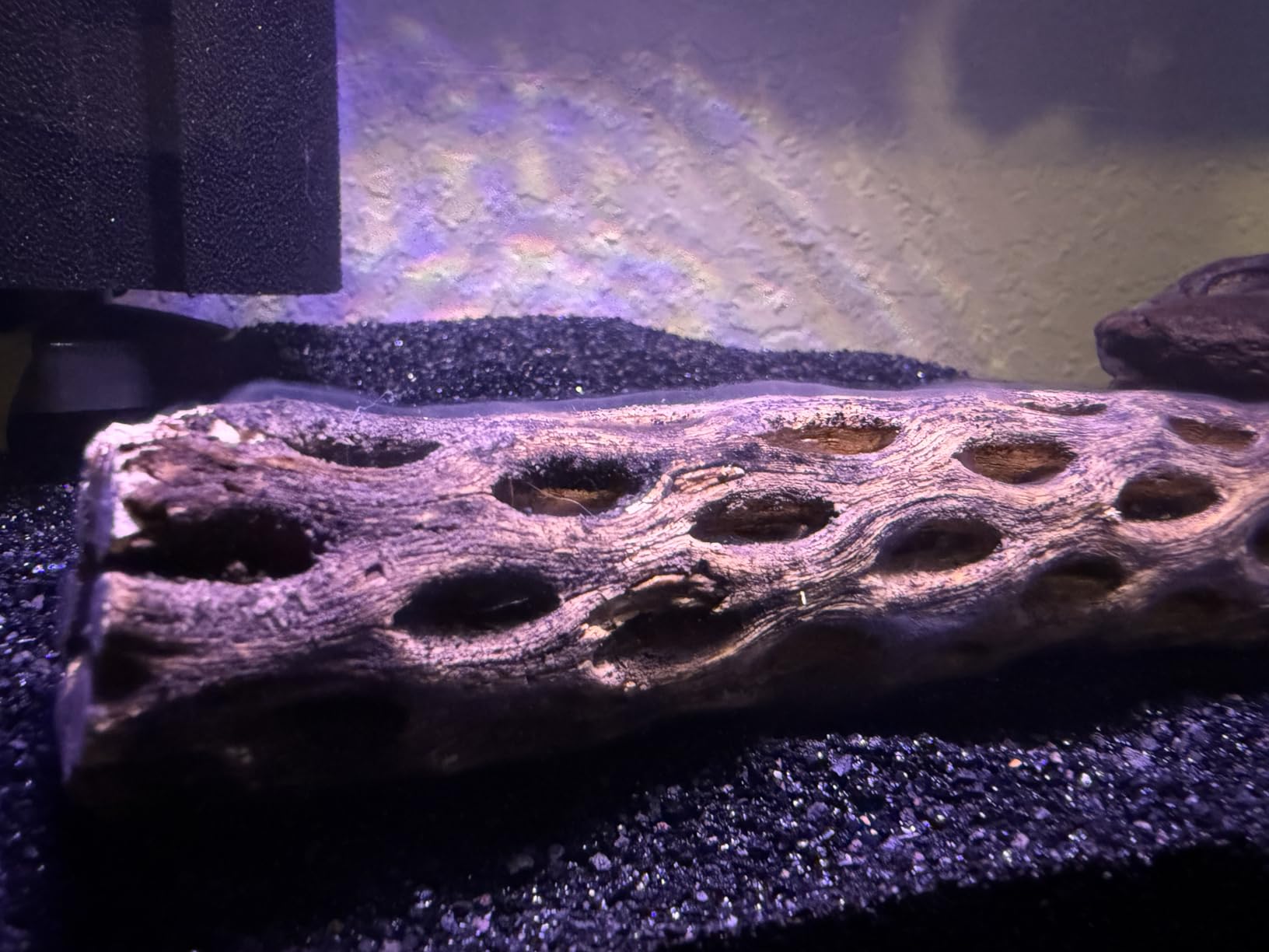 SunGrow 3 Pack Shrimp Cholla Wood, Aquarium Driftwood Decor for Fish Tank Setup, Shelter Hideout and Grazing Surface, Habitat Enrichment for Shrimp Snail Pleco, 6 Inch Branch customer photo 1