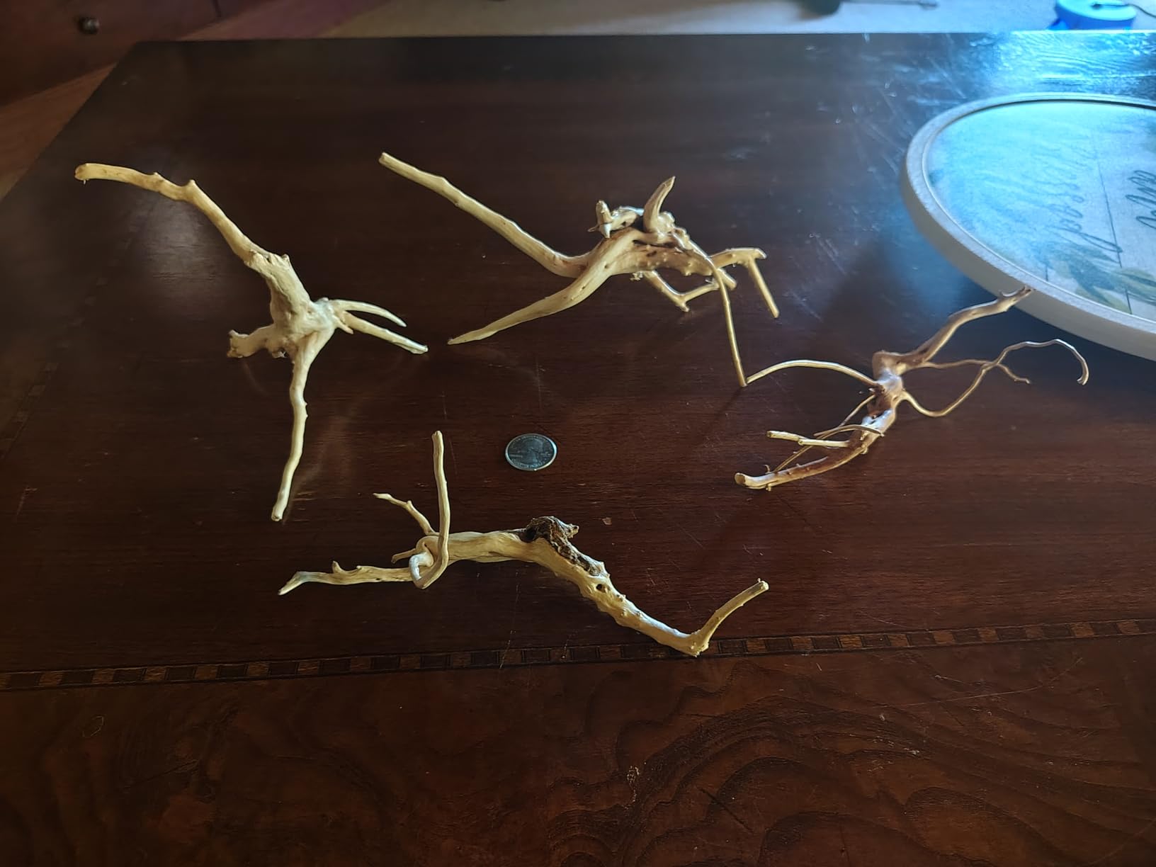 emours Natural Spider Wood Driftwood Vine Branches Reptiles Aquarium Decoration Assorted Sizes,Small,4 Pieces customer photo 2