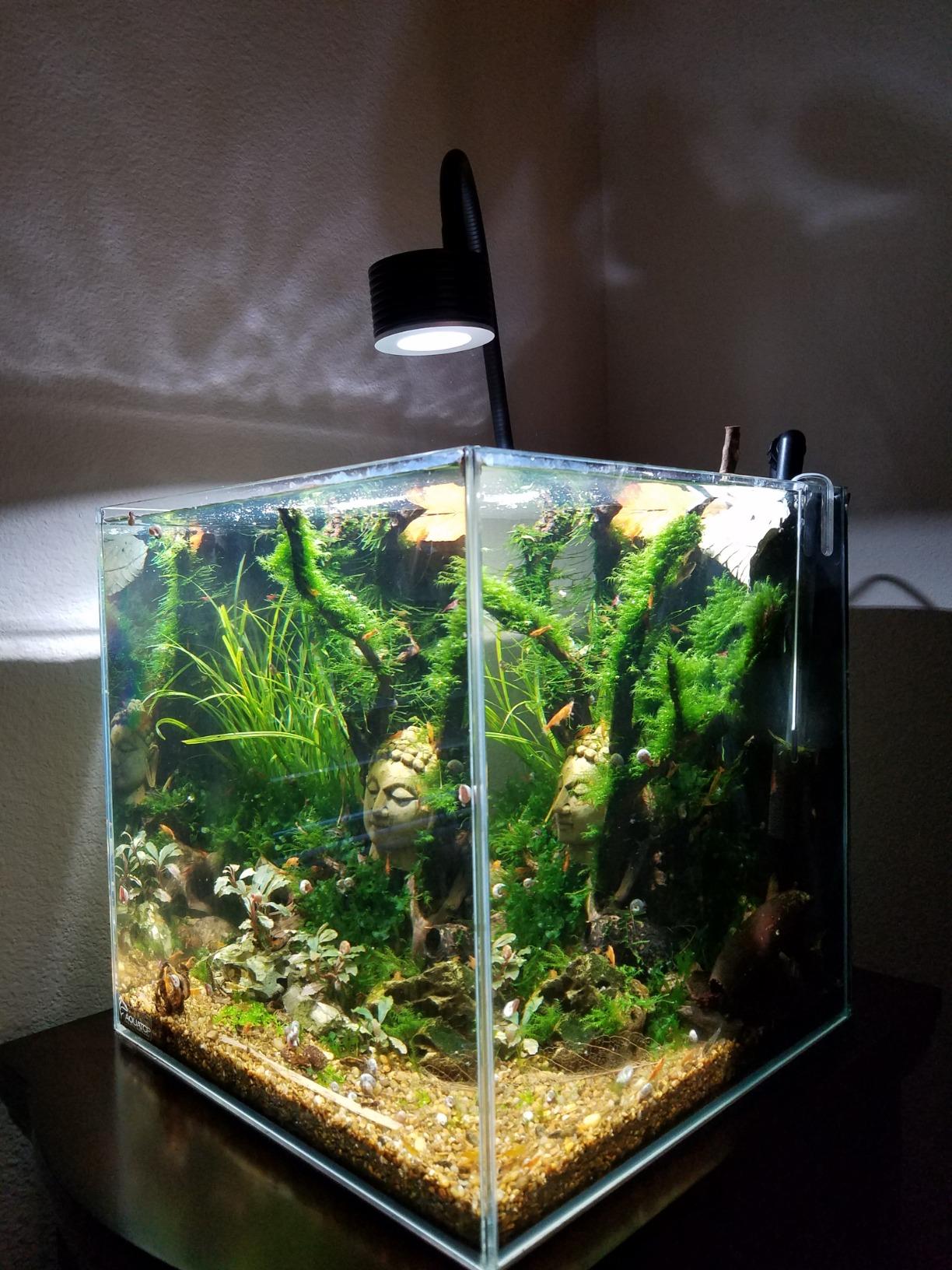 Lominie LED Aquarium Light, Planted Tank Light 4 Channels Remote Control 6500K Aquarium LED Lamp for Freshwater Fish Tank Refugium with Gooseneck (A20 Freshwater) customer photo 2