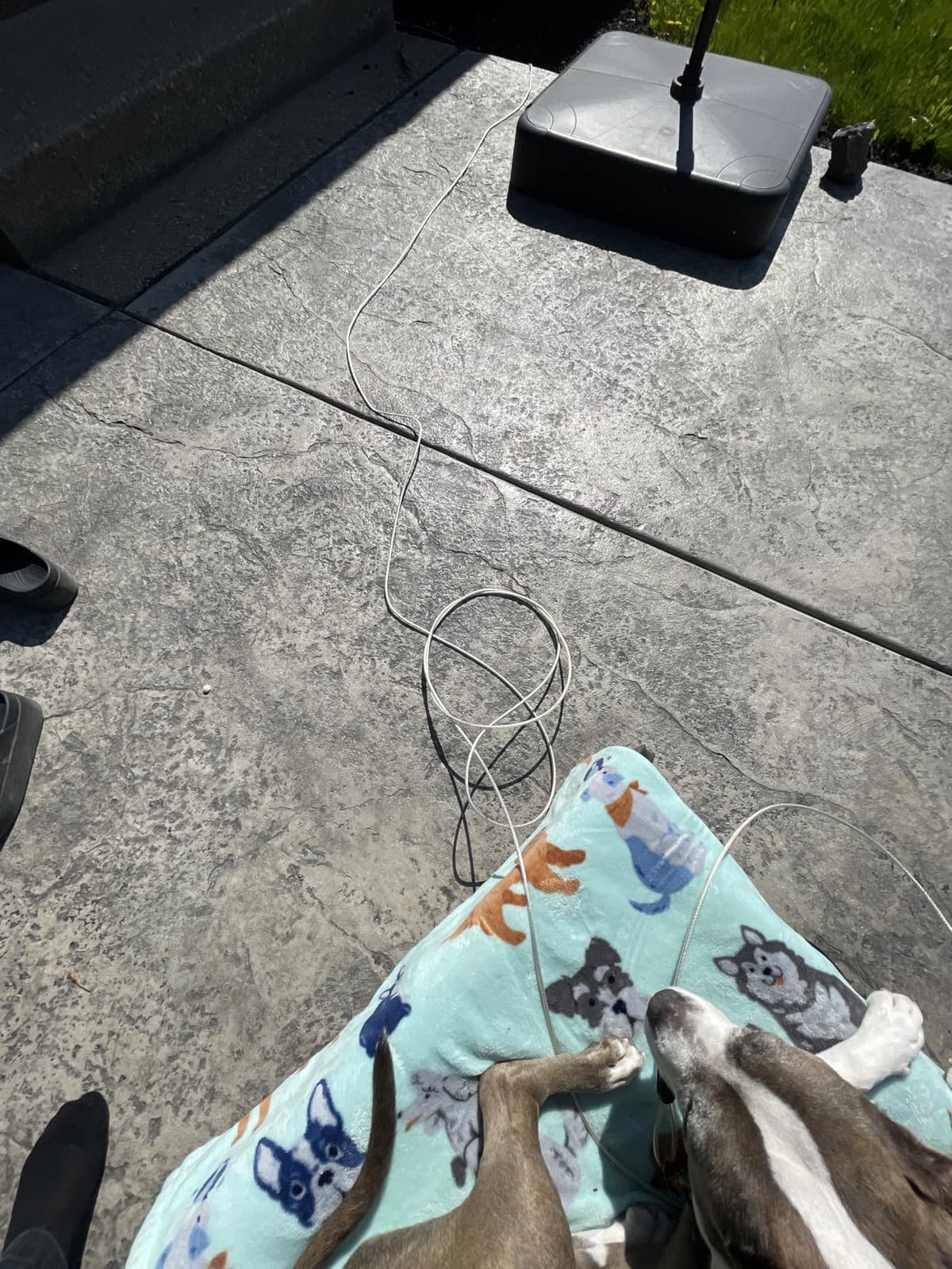 Petest 30ft Reflective Tie-Out Cable for Heavy Dogs Up to 125 Pounds customer photo 2
