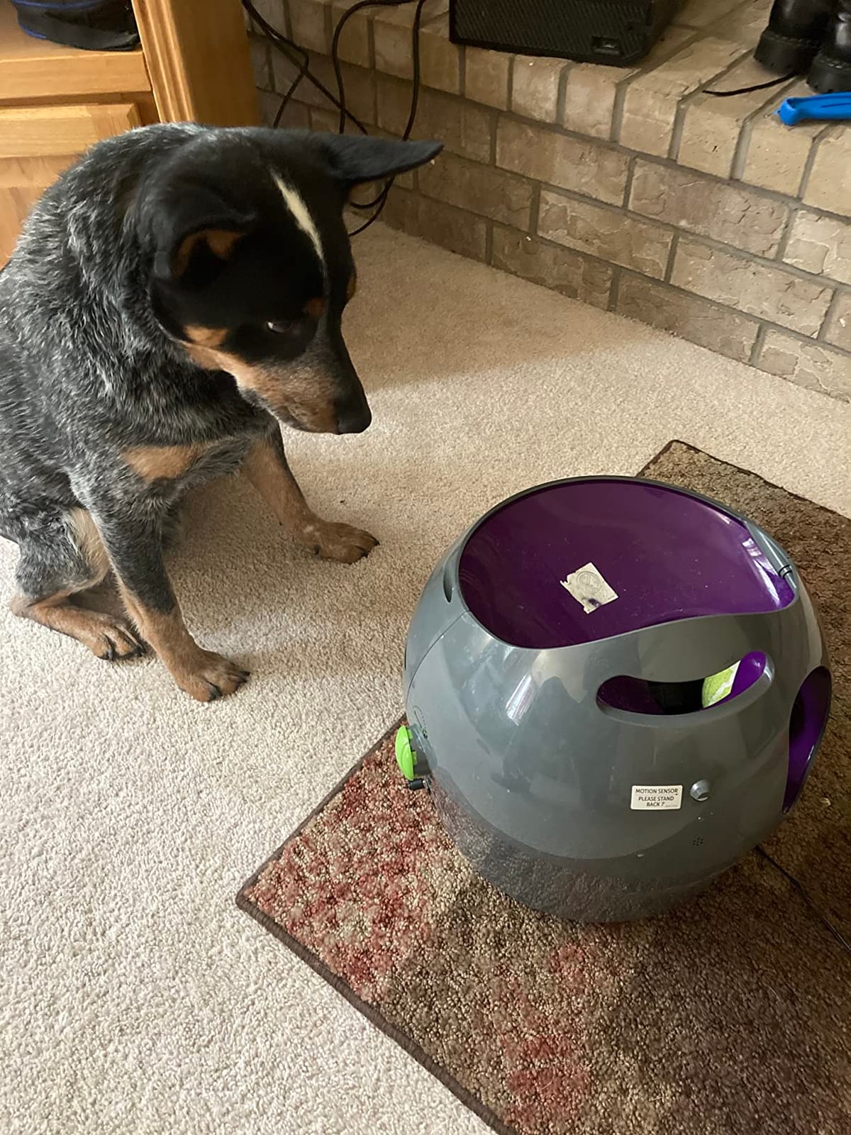 PetSafe Automatic Dog Ball Launcher customer photo 1