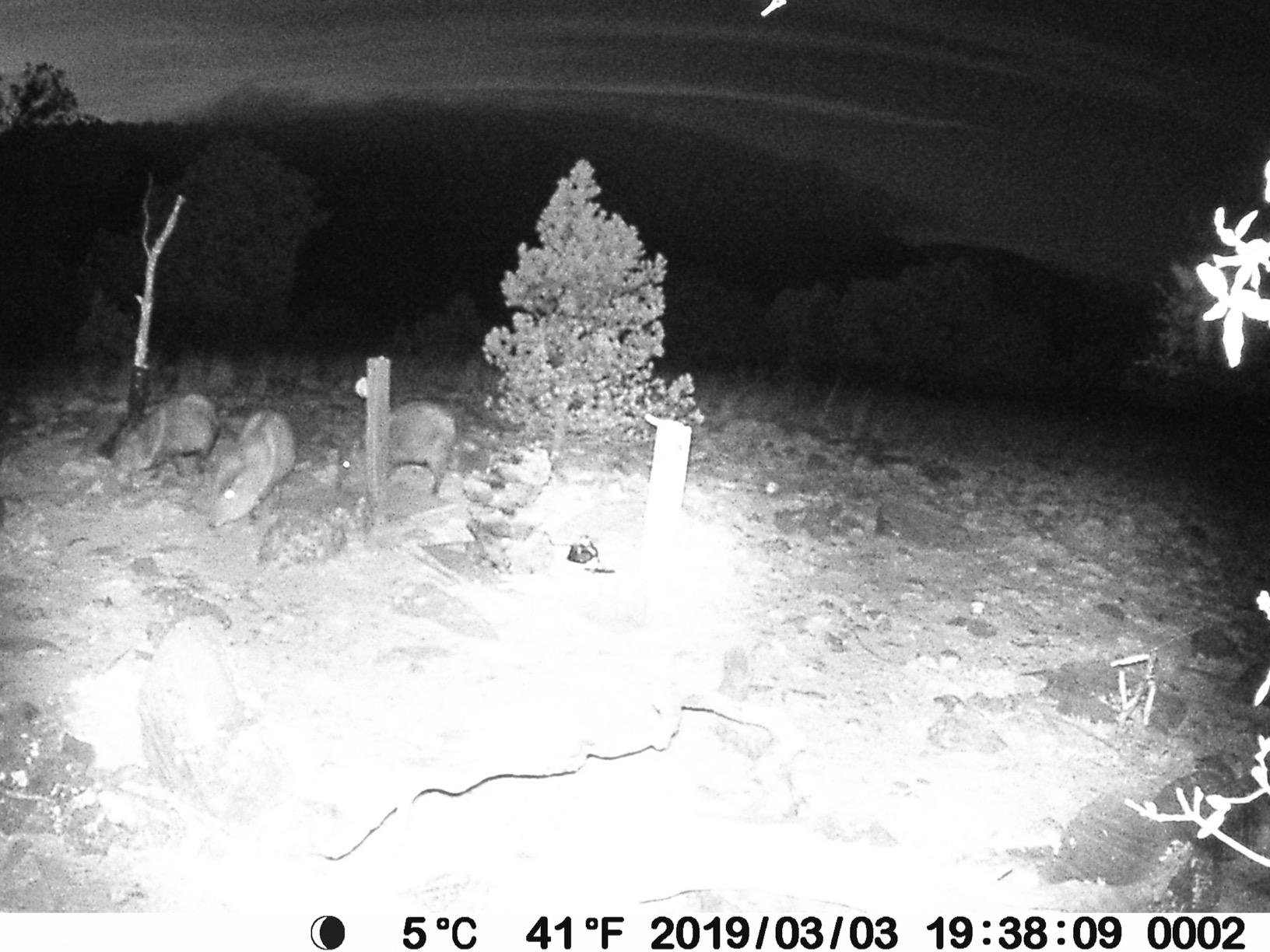 BLAZEVIDEO Trail Camera 64MP 1296P Video, 940nm No-Glow Night Vision, 70° Focused PIR Detection (Fewer False Alerts), 0.3s Trigger, Motion Activated IP66 Game Cam for Outdoor Wildlife & Yard Security customer photo 2