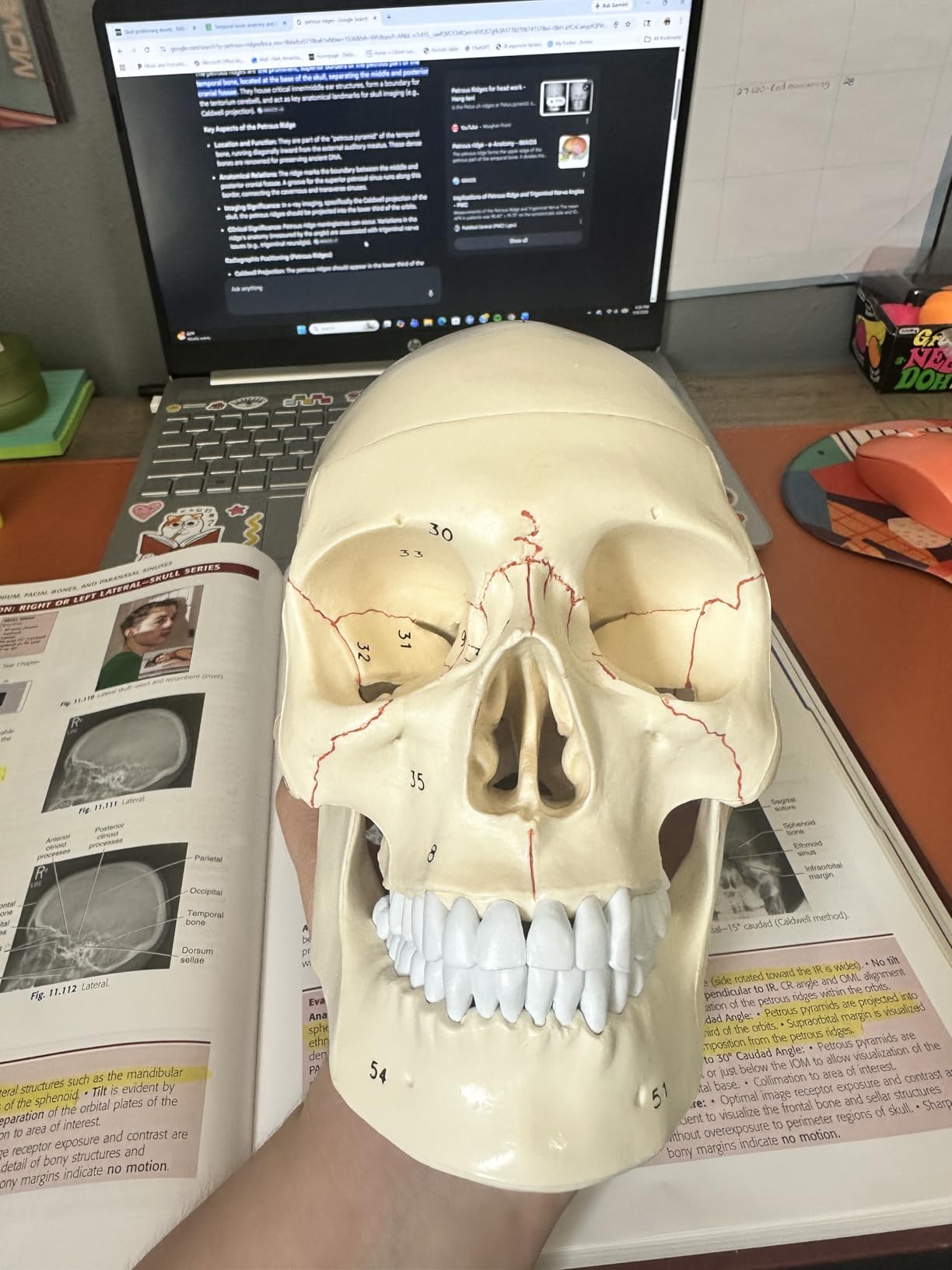 Upgraded Life Size Human Head Skull Anatomical Model with Laser-Etched Fonts Not Hand Write Number, Not Smudged for Medical Student Human Anatomy Study Course customer photo 1