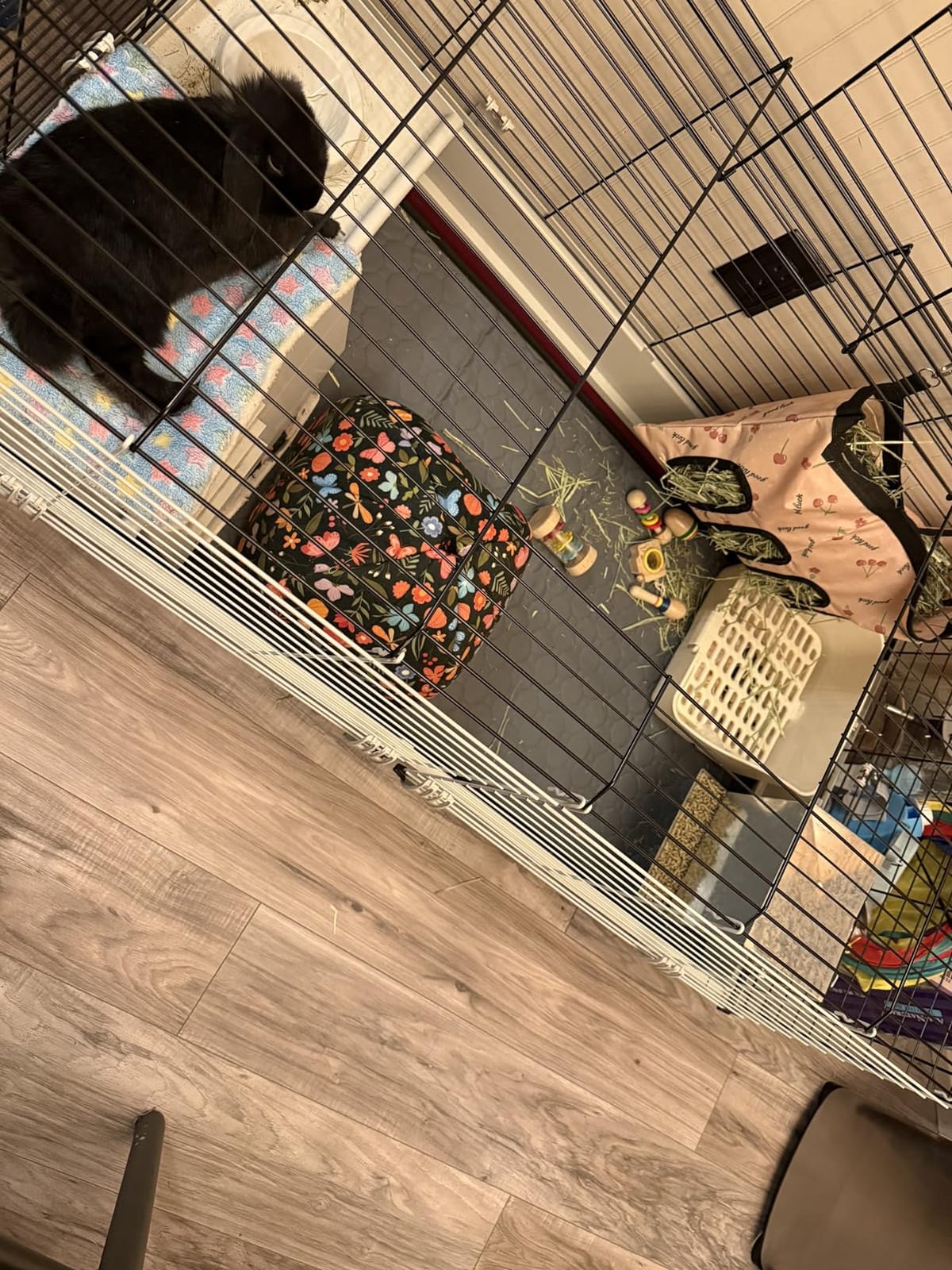 Midwest Homes for Pets Deluxe Rabbit & Guinea Pig Cage, X-Large, White & Red customer photo 1
