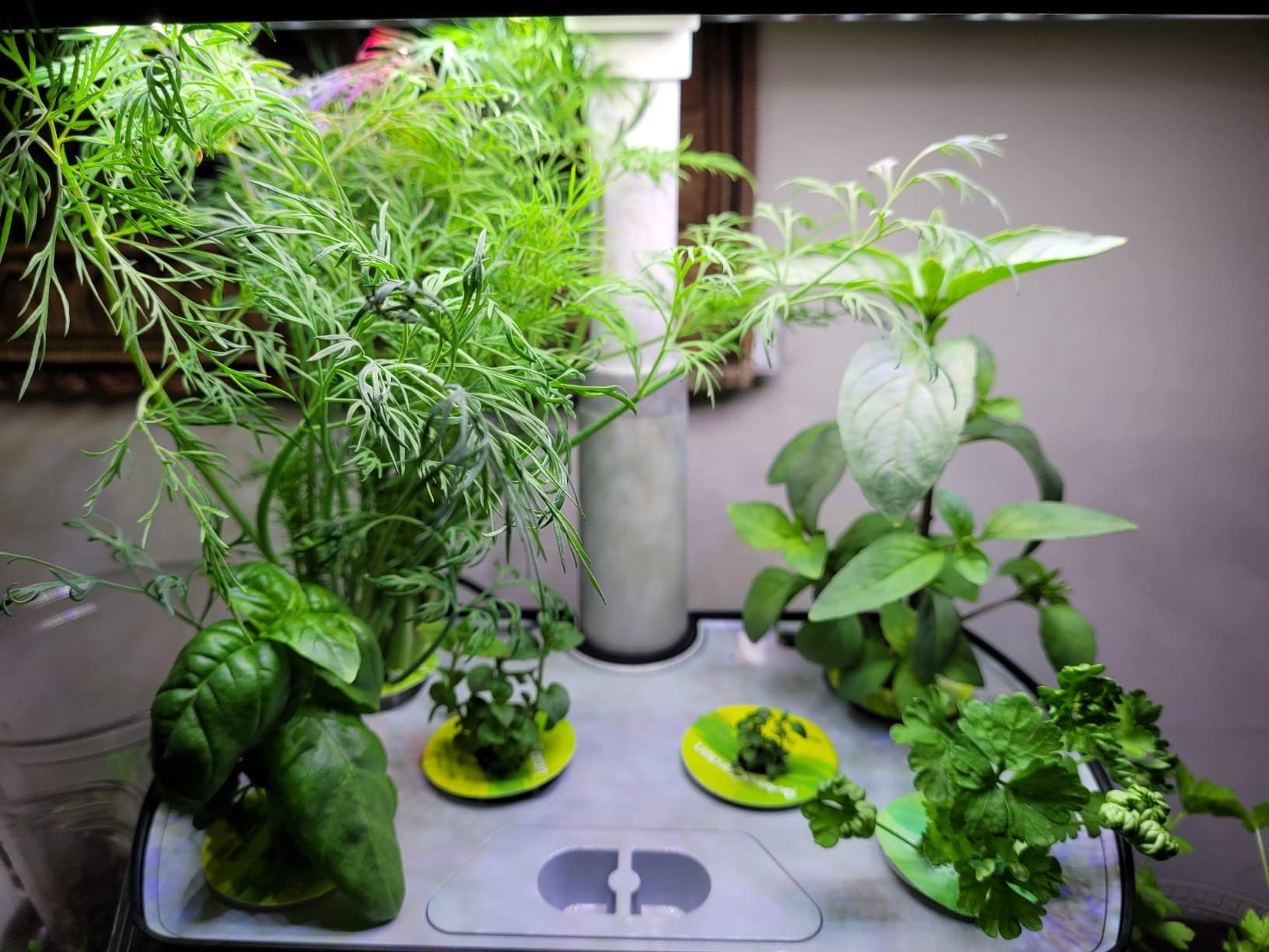 AeroGarden Harvest Indoor Garden Hydroponic System with LED Grow Light and Herb Kit, Holds up to 6 Pods, White customer photo 2