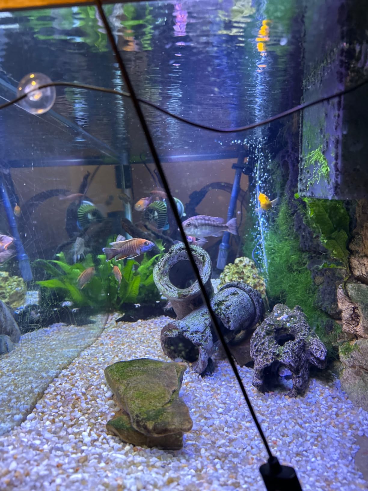 Aqueon QuietFlow Canister Aquarium Filter, 55-100 Gallons (ECOM) customer photo 1