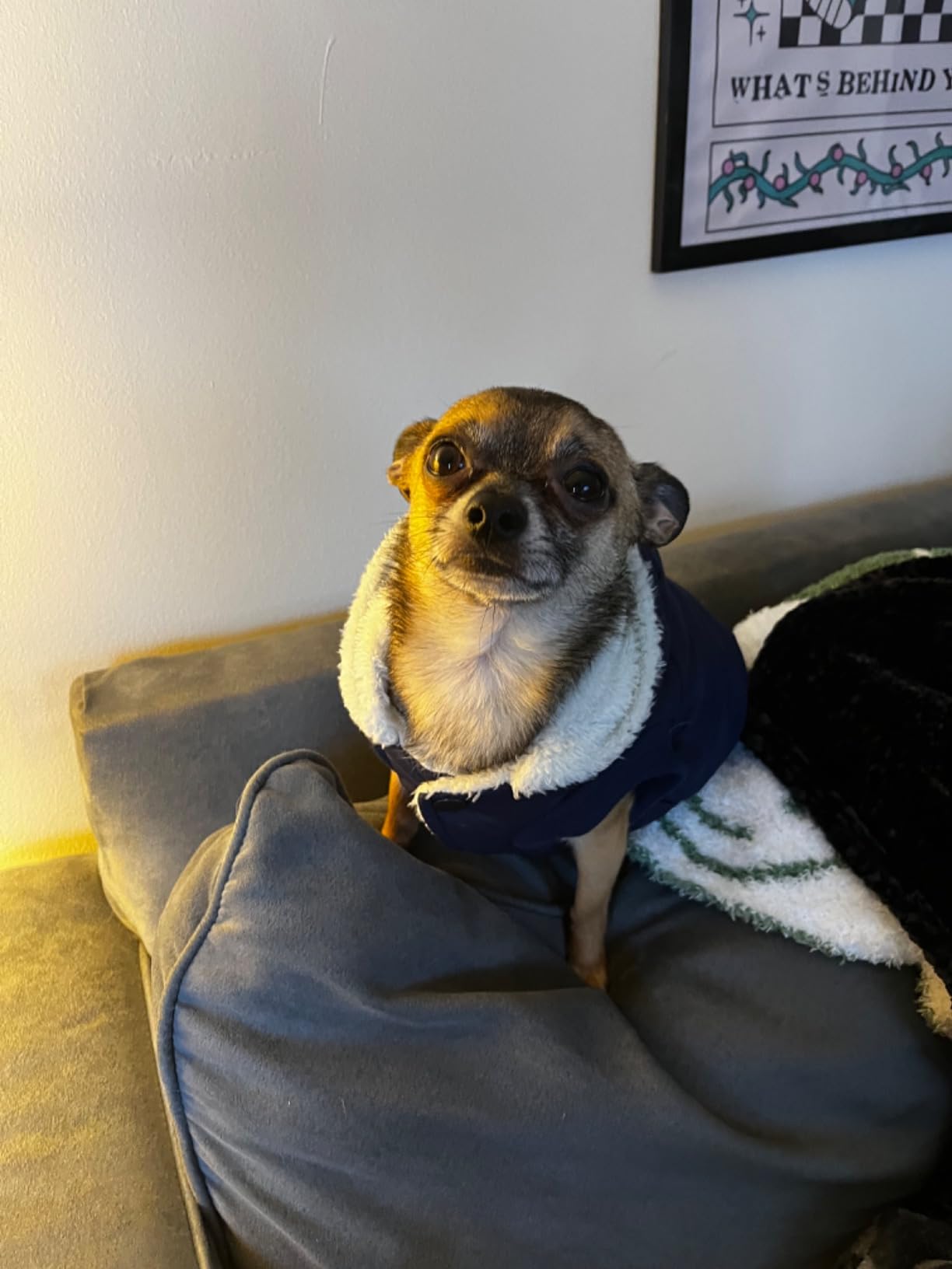 Vecomfy Warm Dog Coats with Hoodie,Winter Dog Jackets for Small Dogs customer photo 1