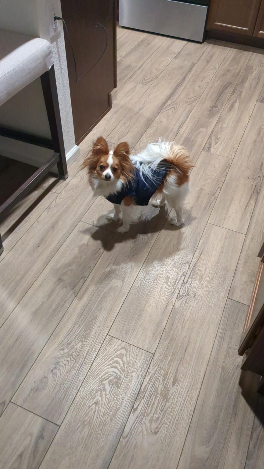 Vecomfy Warm Dog Coats with Hoodie,Winter Dog Jackets for Small Dogs customer photo 2