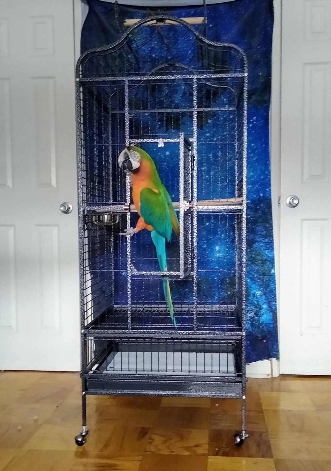 Yaheetech 63'' Bird Cage with Stand Wrought Iron Rolling Open Play Top Large Bird Cage for Mini Macaw African Grey Amazon Parrot customer photo 2